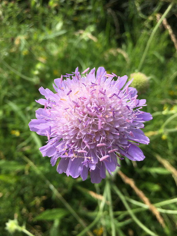 lilacflower
